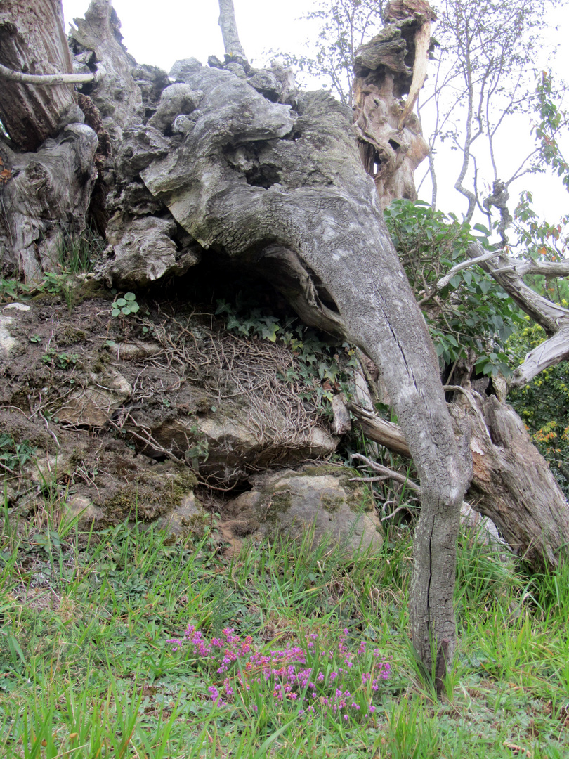 SCULPTURES SYLVESTRES NATURELLES: ELEPHANT