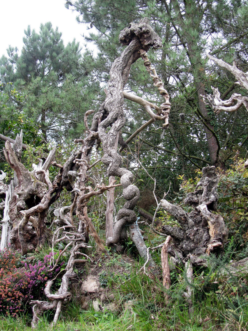 SCULPTURES SYLVESTRES NATURELLES: JOUEUR DE FLUTE ?