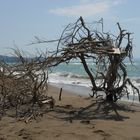 scultura della natura in maremma