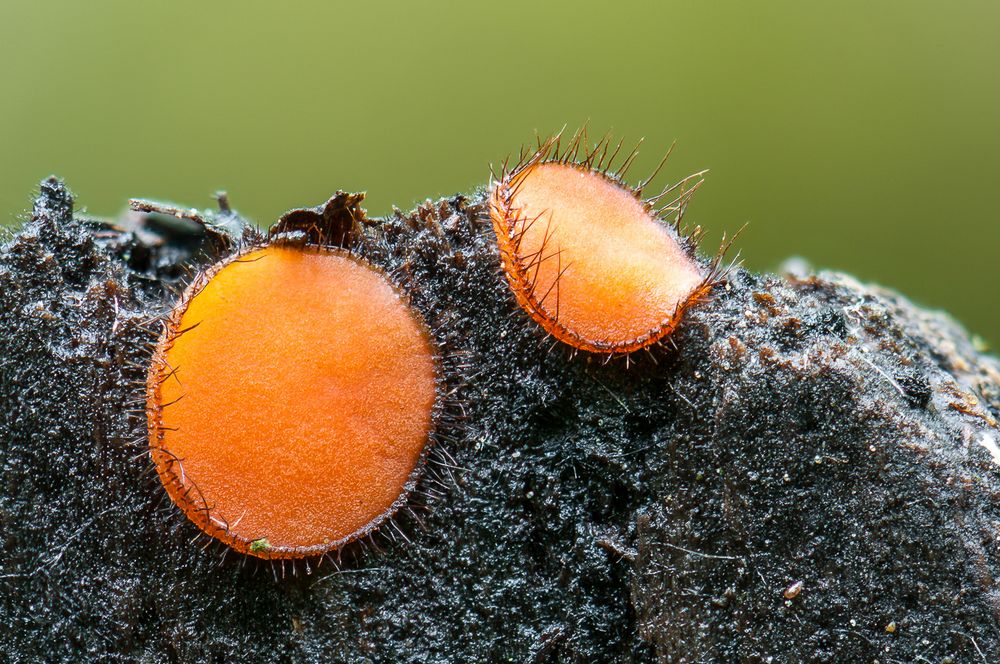 Scutellinia cervorum