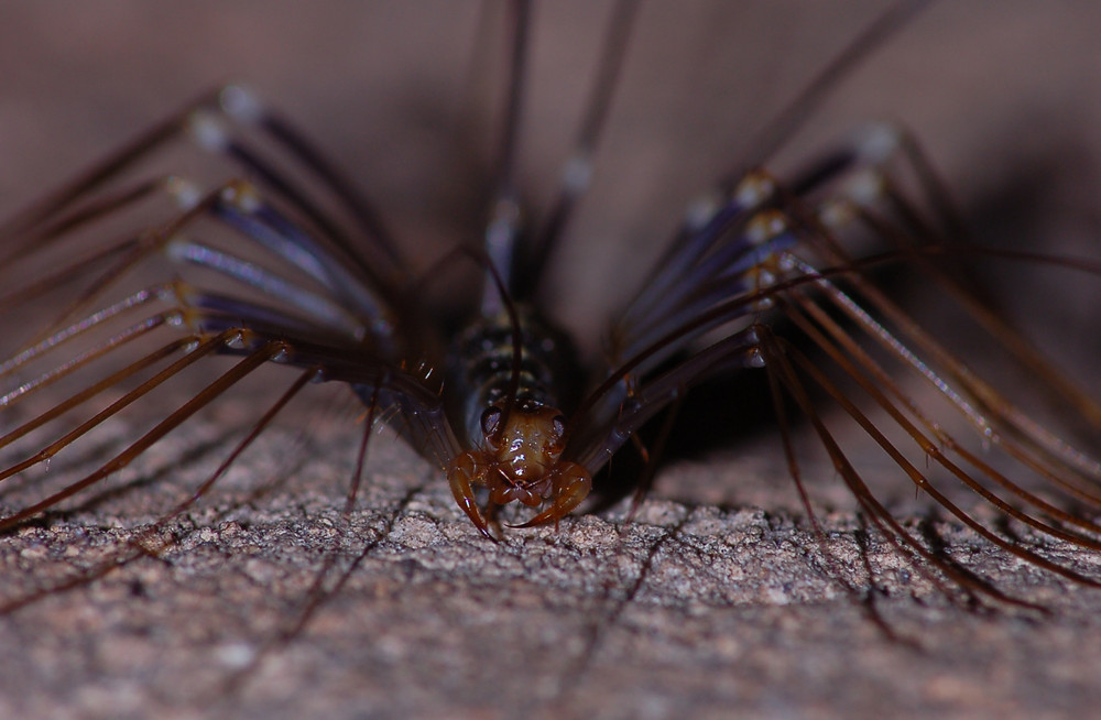 Scutigeromorpha (Spinnenläufer, verwandt mit Hunderfüßern)