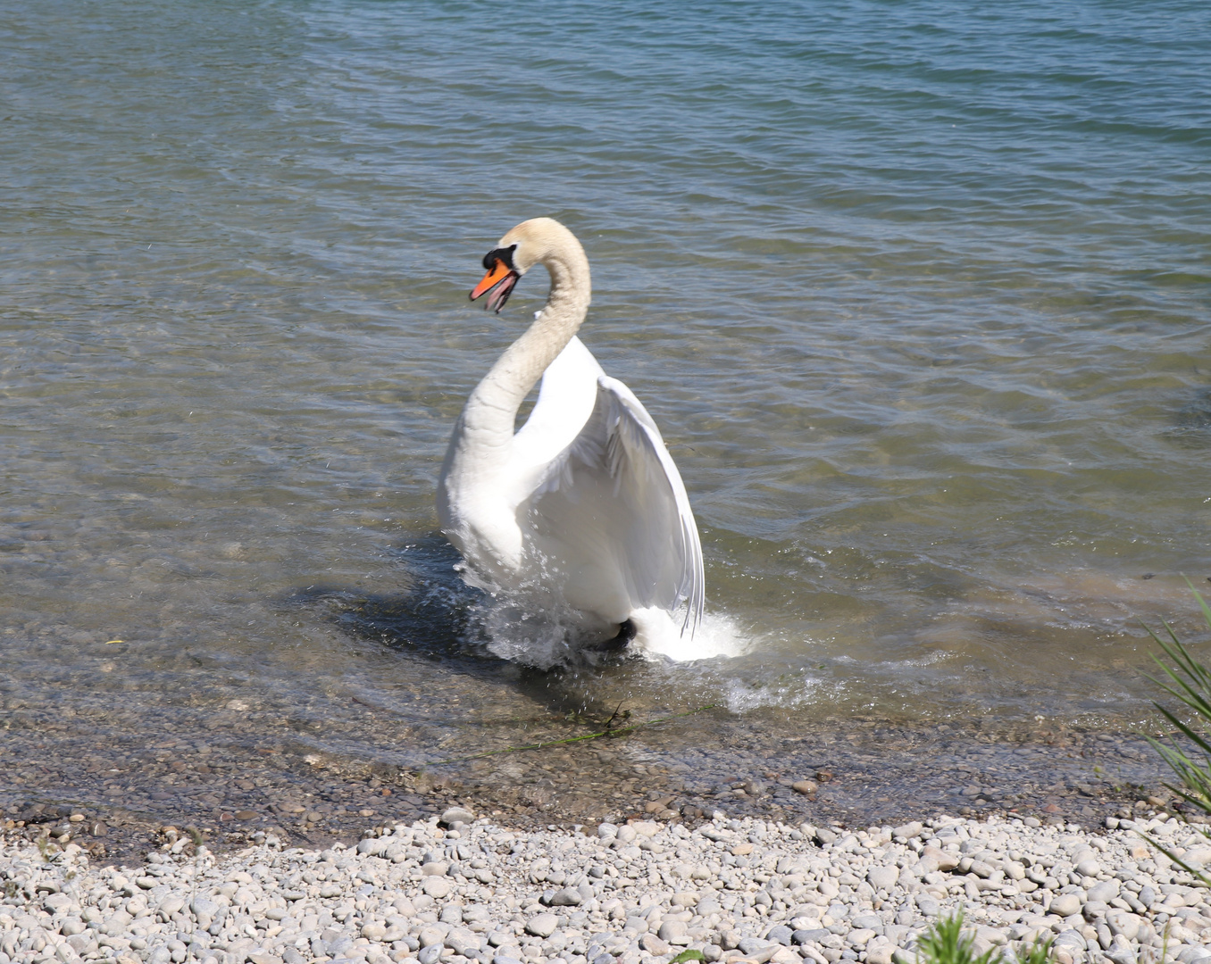 Scwanenpappa im Angriff