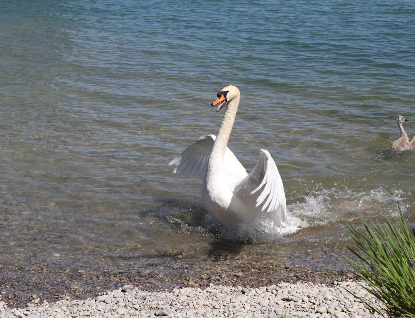 Scwanenpappa im Angriff