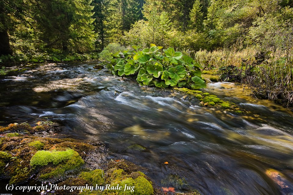 Scwarzer Fluss - Black Ricer - Crna Rijeka in NP Plitvice Lakes - Plitvicer Seen