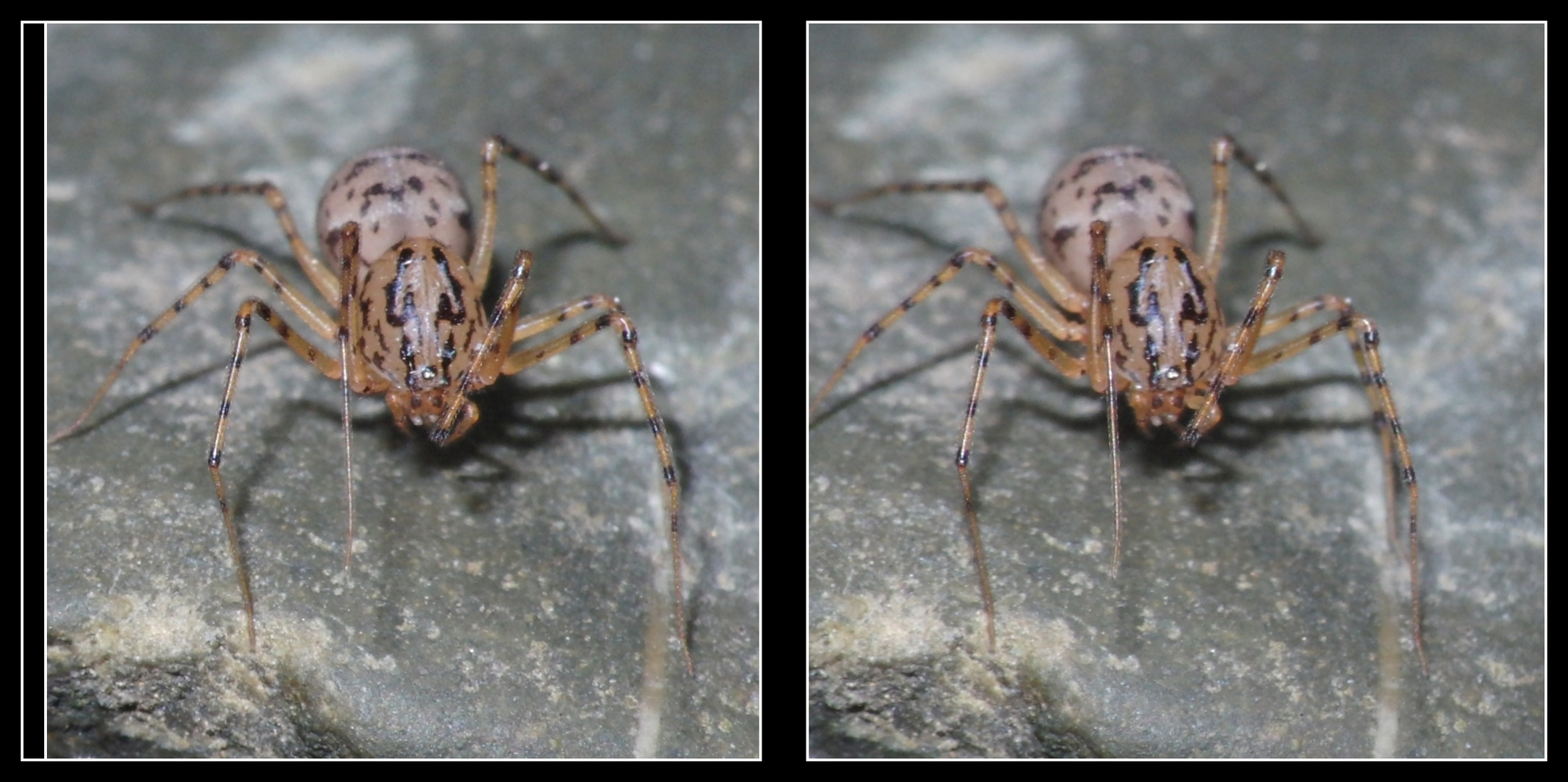 Scytodes thoracia - die Leimschleuderspinne