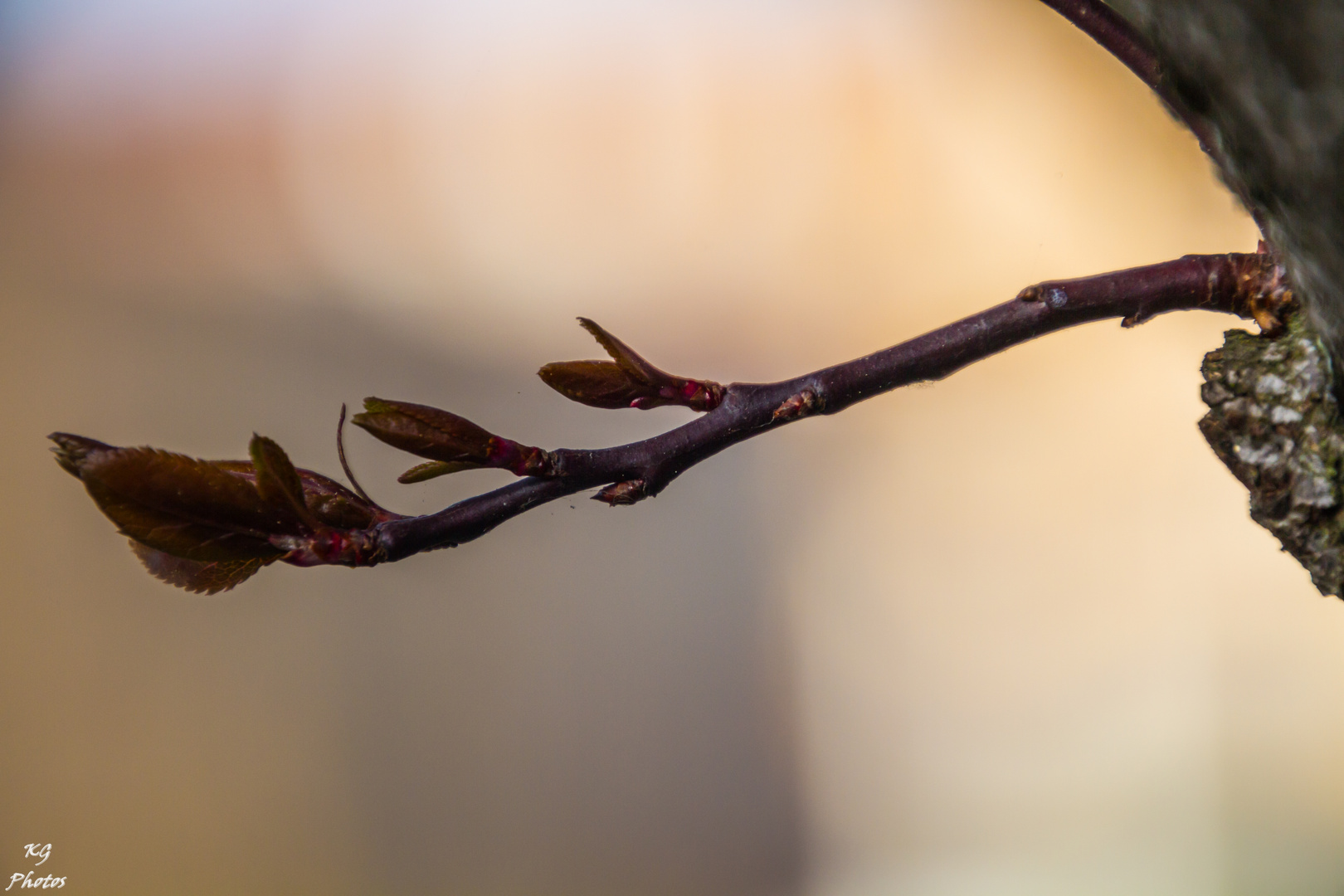 se asoma la primavera 