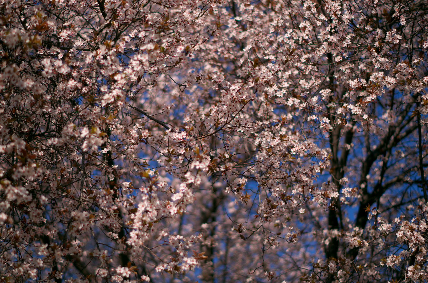 Se asoma la primavera