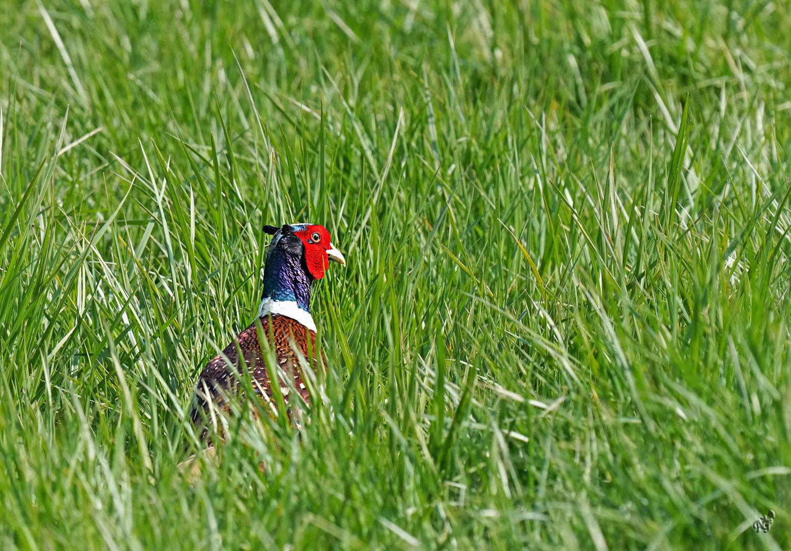 Se cacher ...  à l'abri des chasseurs.....