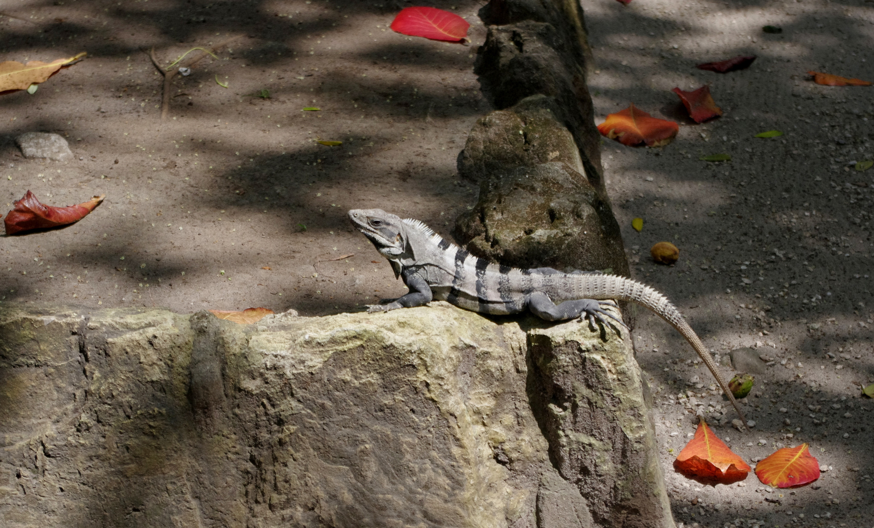 se dorer au soleil .....