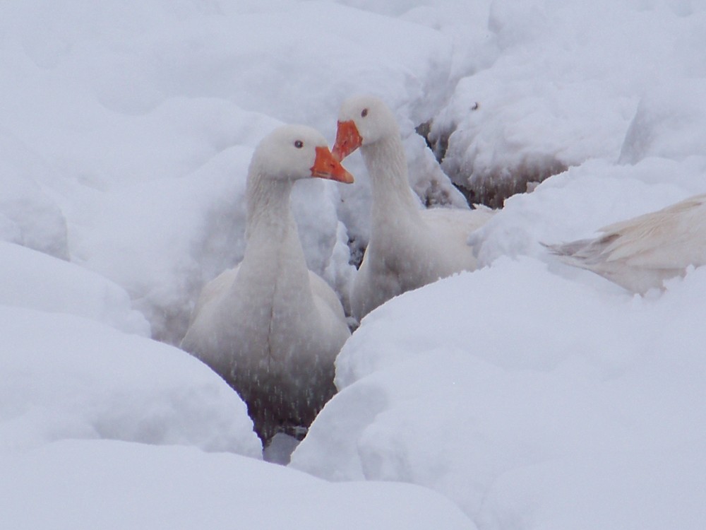 se faire un passage dans la neige