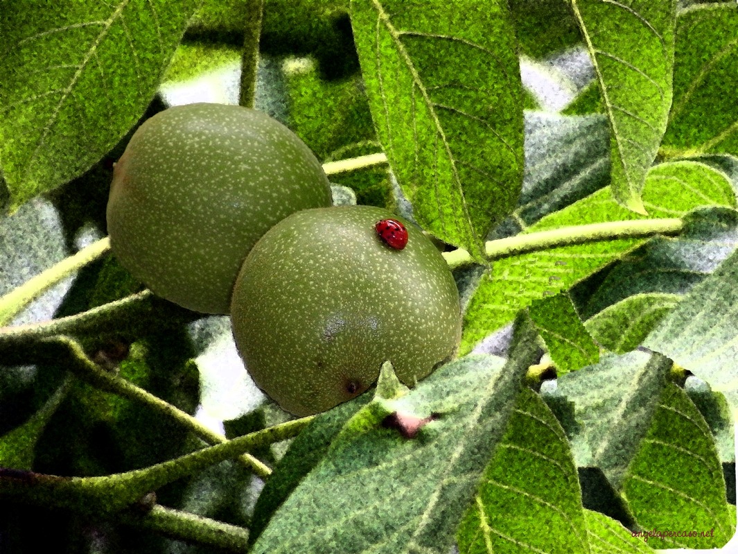 se fossi una coccinella