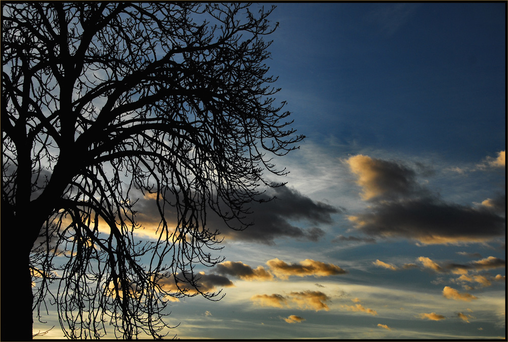 Se io fossi un'albero.....