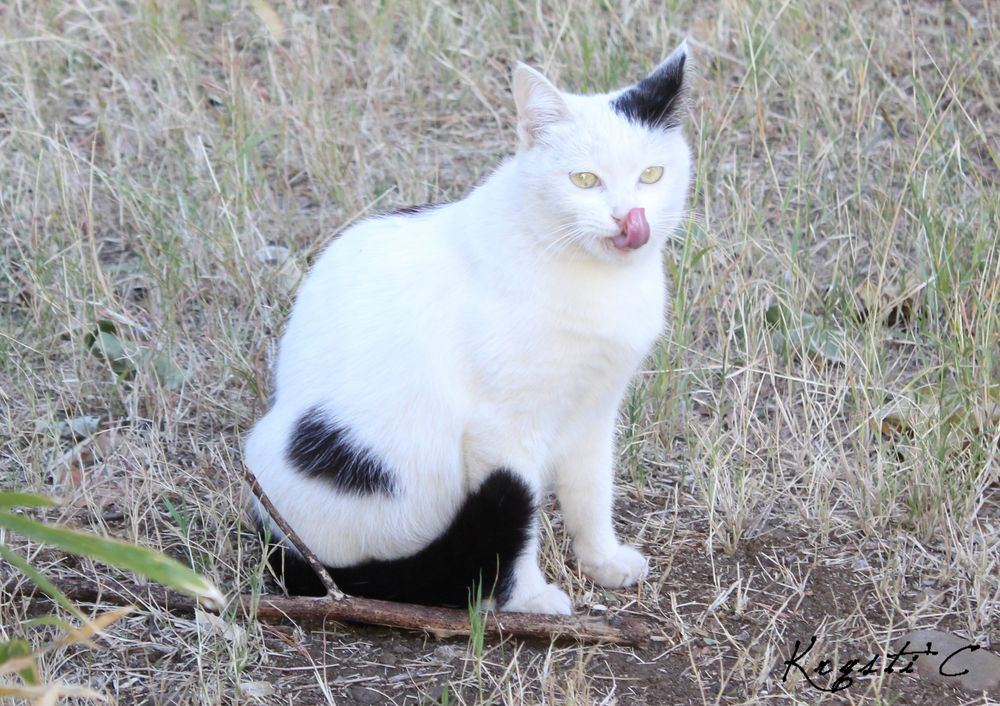 Se léche les babines photo et image animaux, animaux domestiques, chats Images Se léche les babines photo et image animaux, animaux domestiques, chats Images