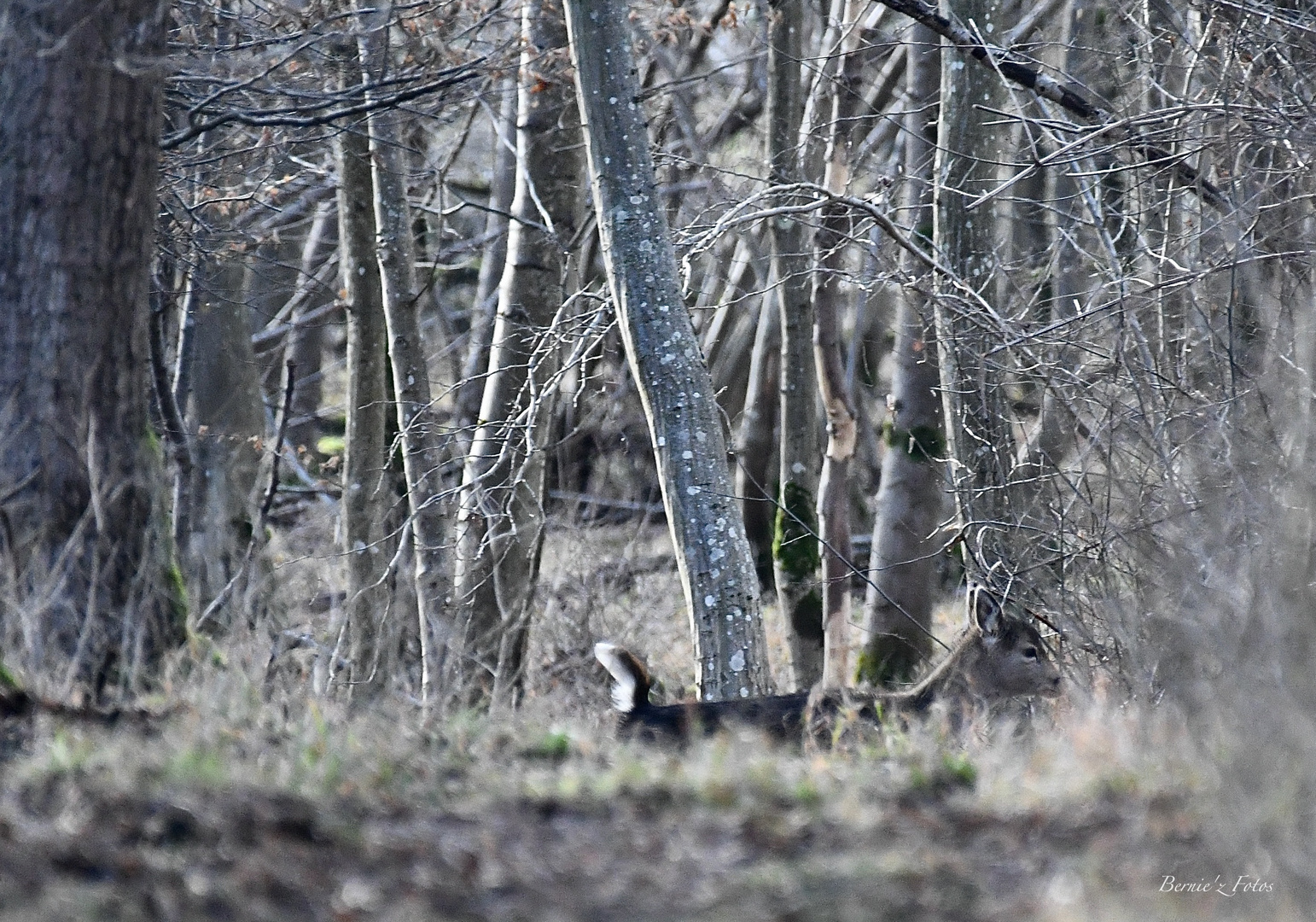 Se mettre à l'abri des chasseurs