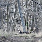 Se mettre à l'abri des chasseurs