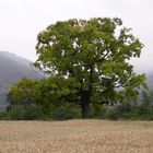 Se mettre à l'ombre en cette chaude journée....