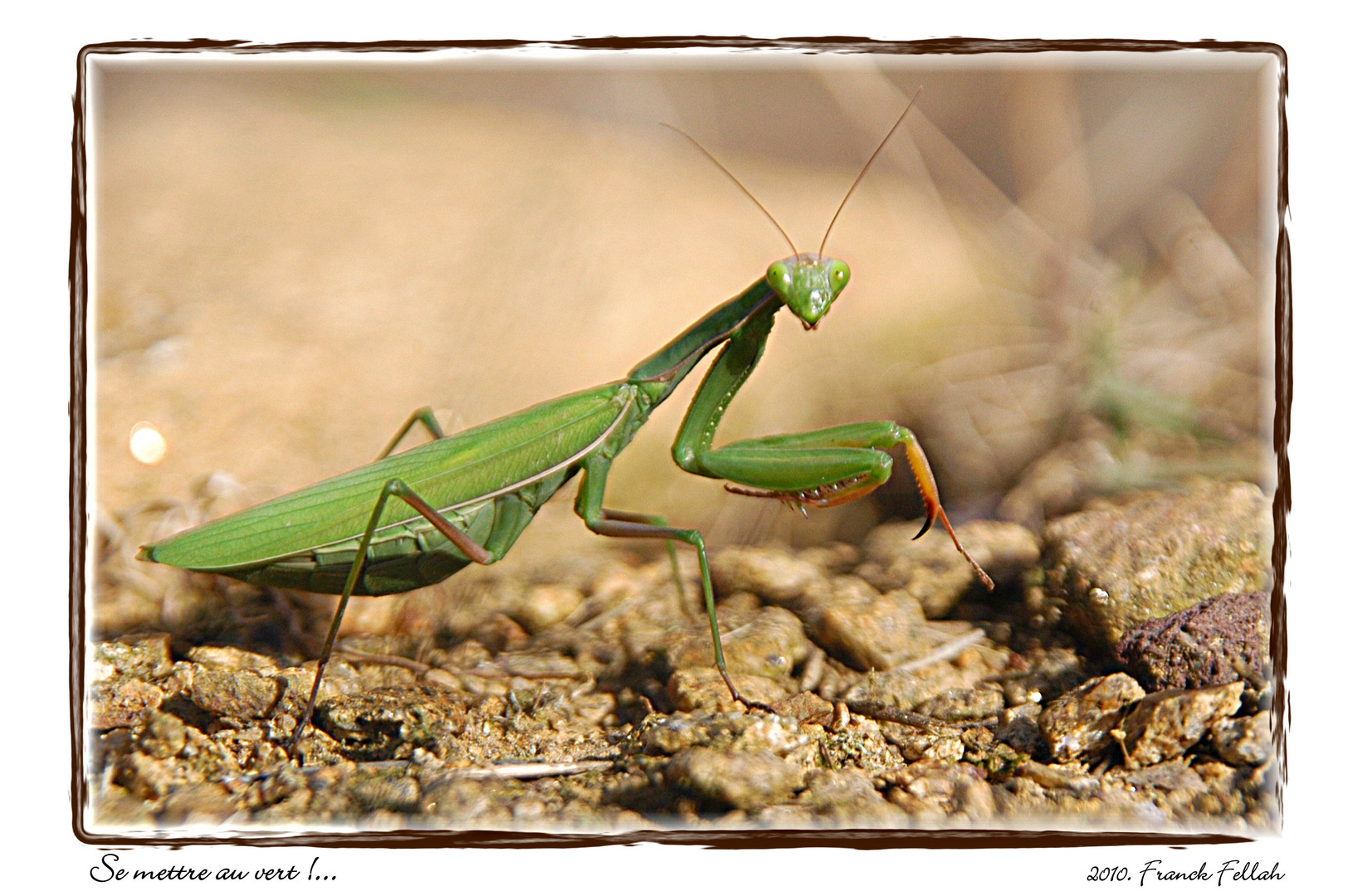 Se mettre au vert !...