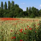 Se mettre au vert en Charente 3 - „Im Grünen“ in der Charente 3