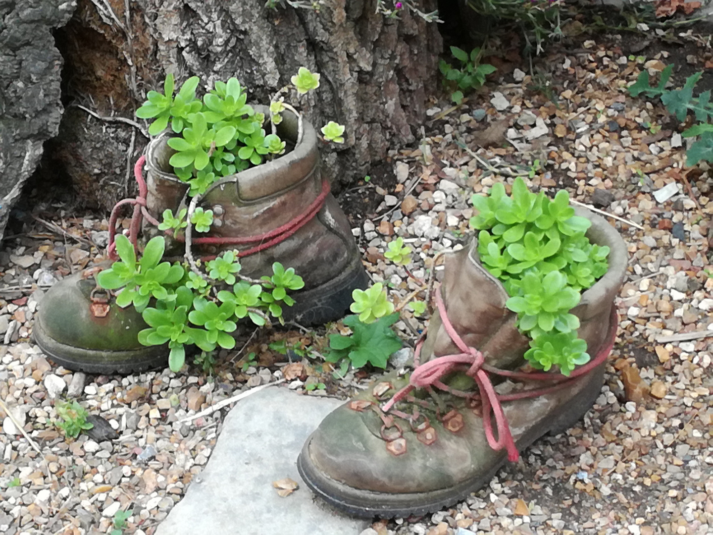 Se mettre au vert .. ou en avoir plein les bottes ?