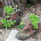 Se mettre au vert .. ou en avoir plein les bottes ?