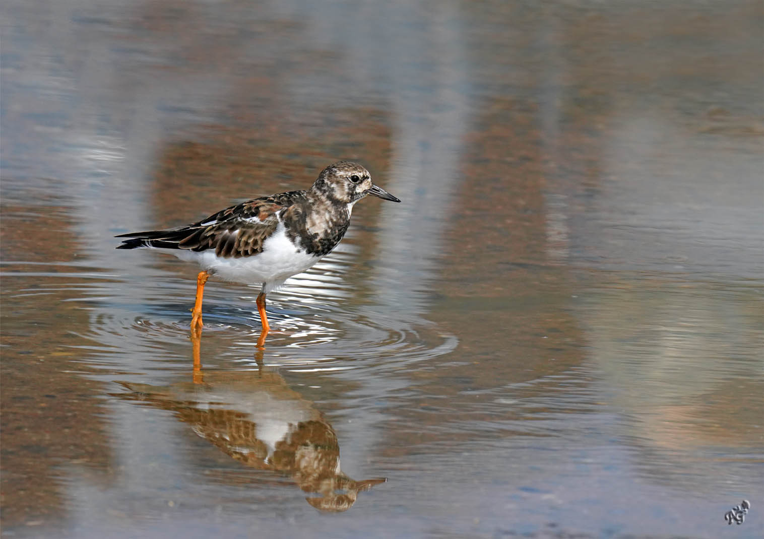 Se mirer dans une flaque d'eau