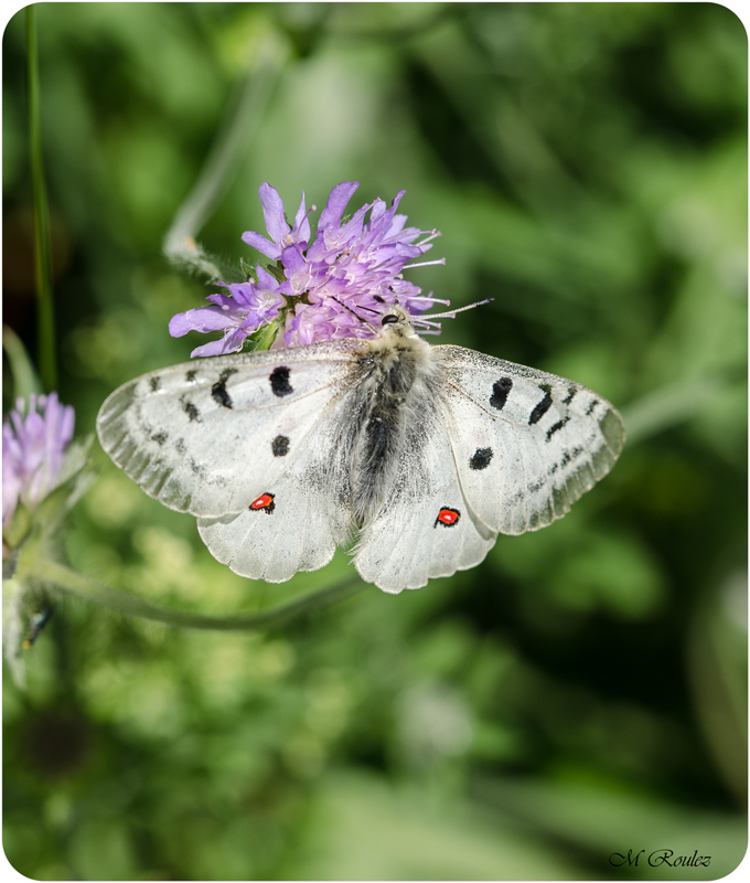 Se nourrir! le plaisir principal du papillon