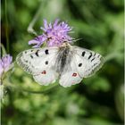 Se nourrir! le plaisir principal du papillon