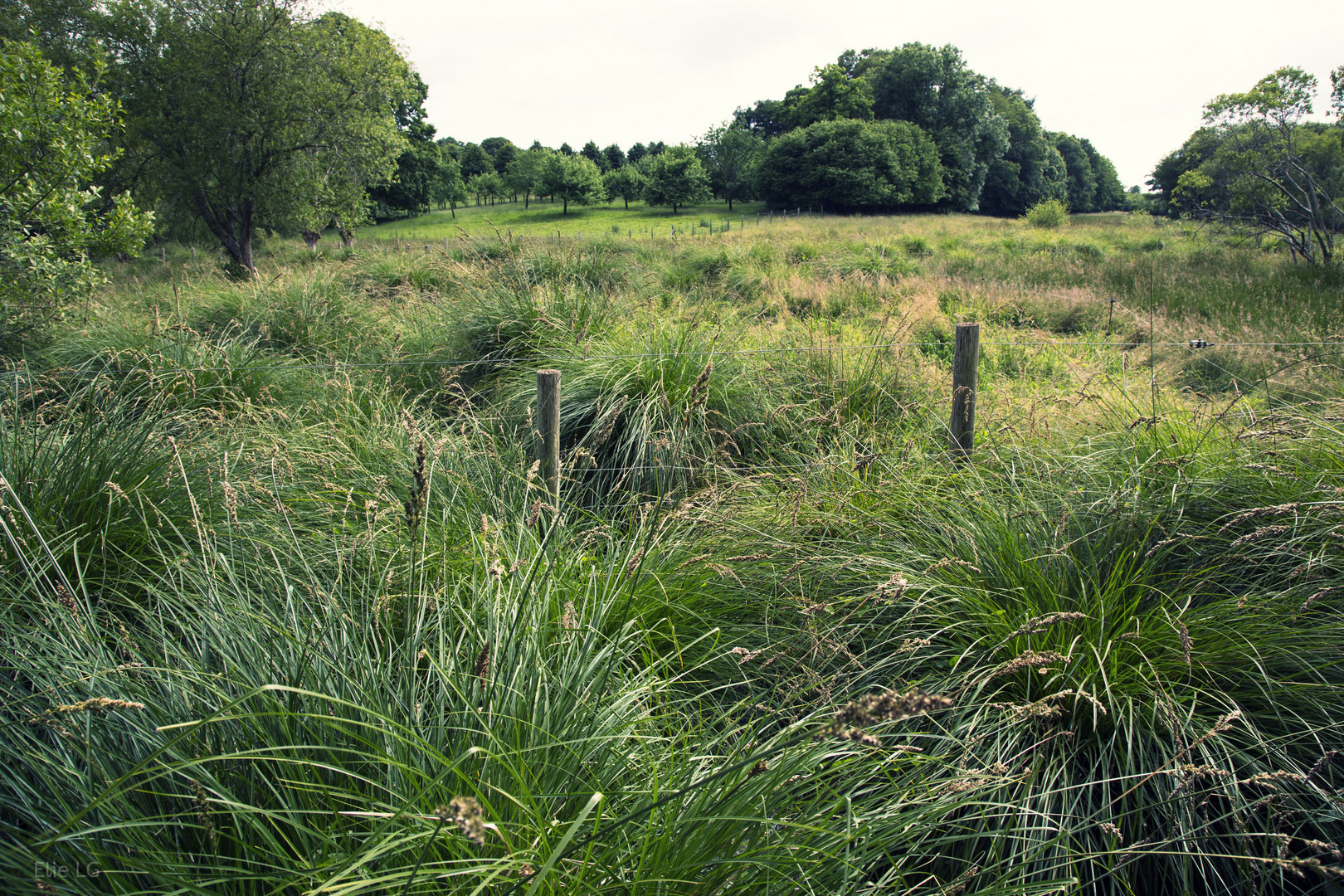 se perdre dans les prairies