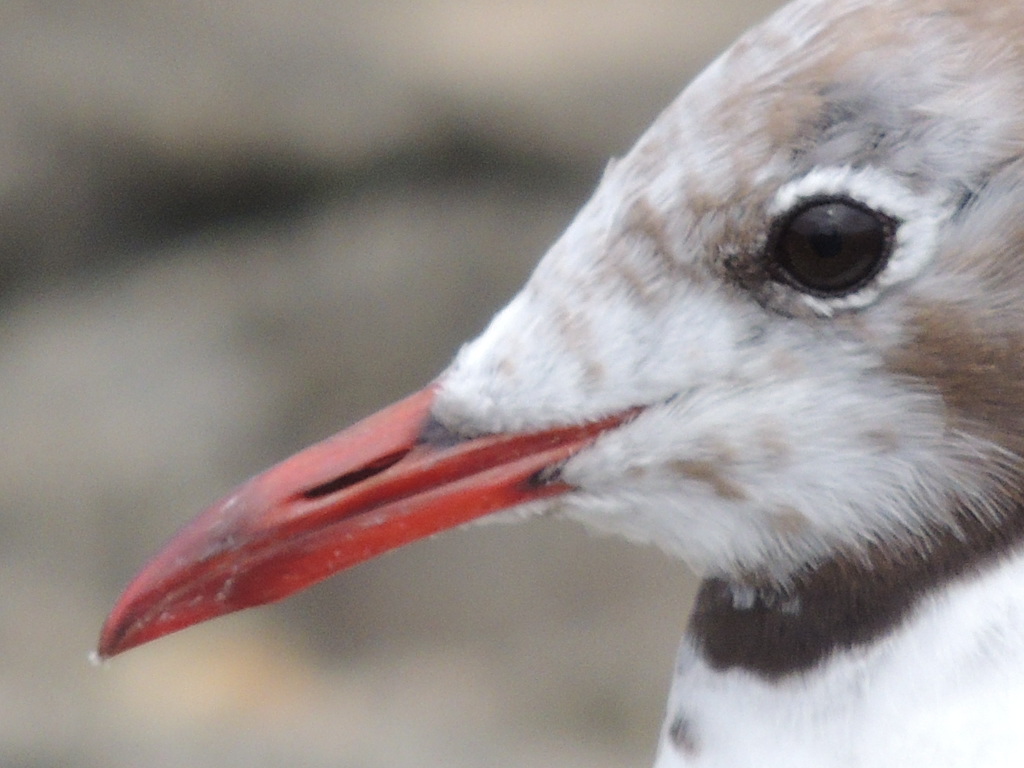 Se peut-il qu'un homme soit moins sage qu'un oiseau ?