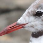 Se peut-il qu'un homme soit moins sage qu'un oiseau ?