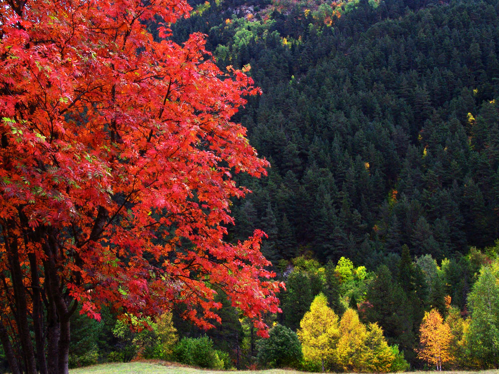 ¿Se Quema el Bosque? (Otoño)