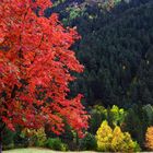 ¿Se Quema el Bosque? (Otoño)