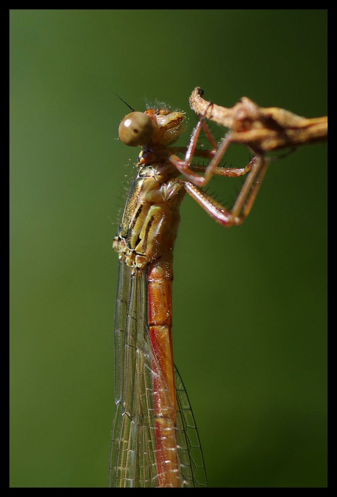 Se raccrocher aux branches.