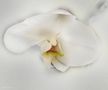 Orchidee lectio