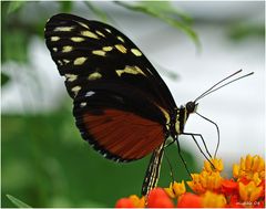 se régaler de nectar /  Nektar schlürfen