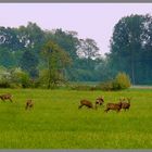 Se relaxer dans le vert ....