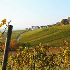 Se ressourcer dans les vignes