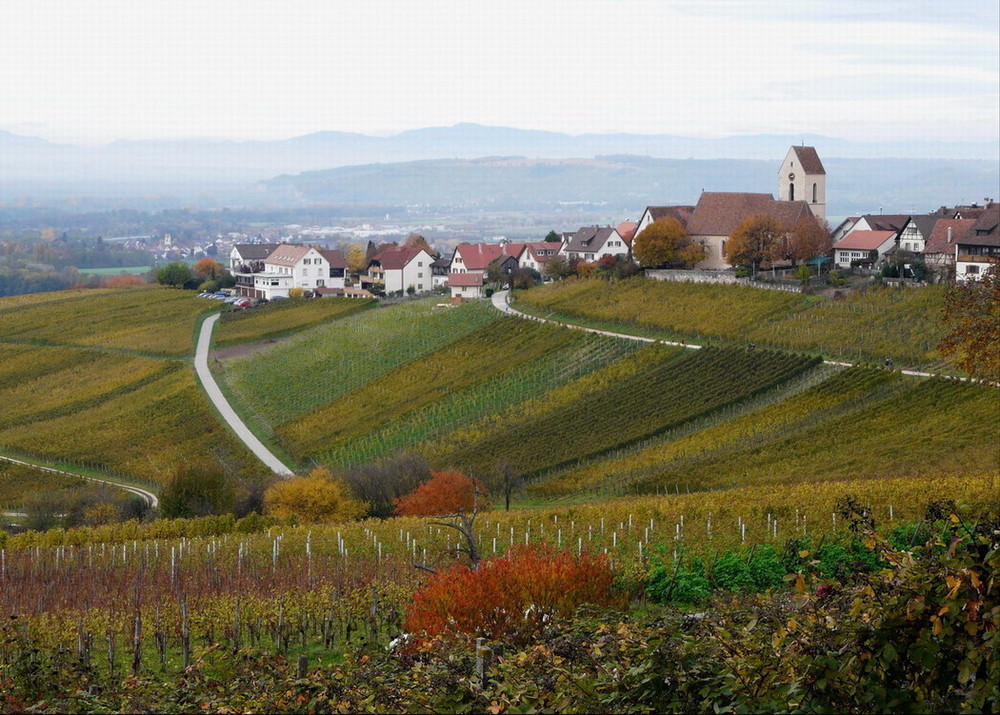 Se ressourcer dans les vignes d'OTLINGEN (D)