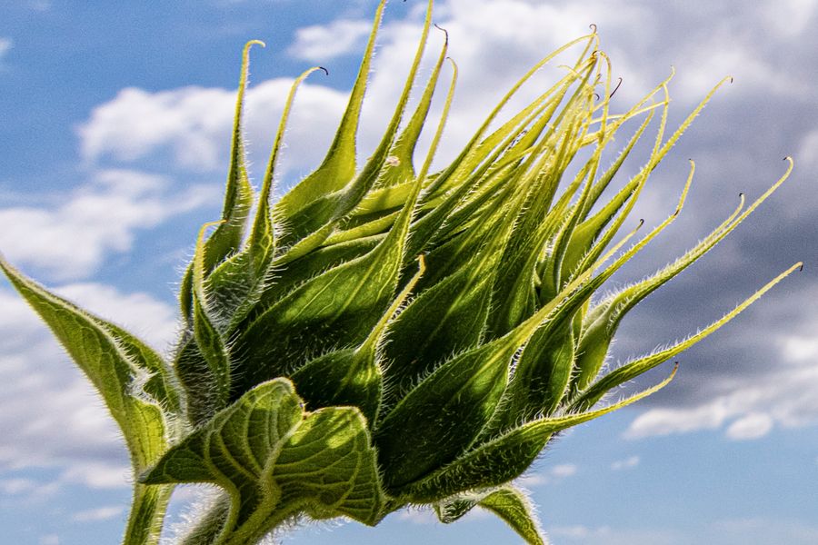 se son girasoli fioriranno...