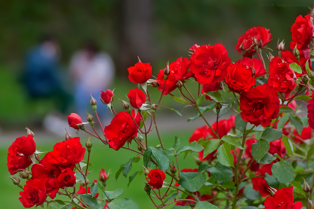 Se Son Rose Fioriranno...