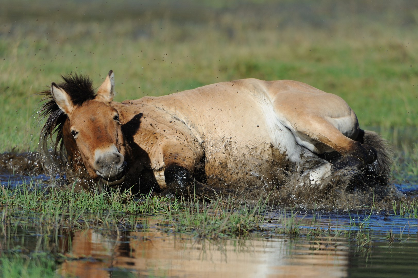 Se Souiller dans l'eau boueuse.