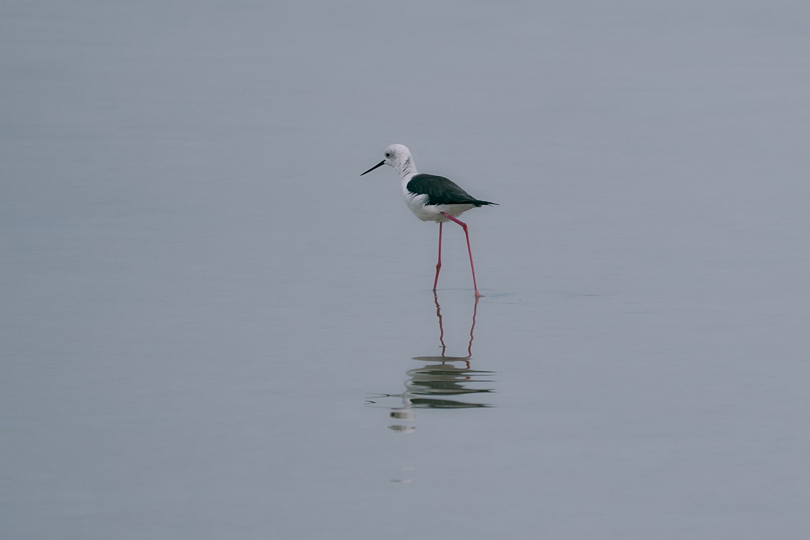 Sea Alone