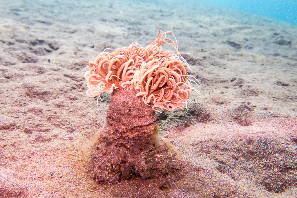 sea anemone Foto & Bild | tiere, wildlife, quallen, anemonen & korallen