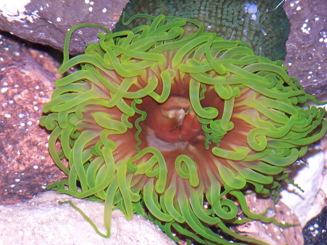 Sea Anemone