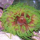 Sea Anemone