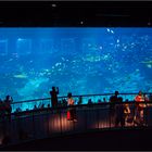S.E.A. Aquarium 14