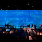 S.E.A. Aquarium - Singapur 2