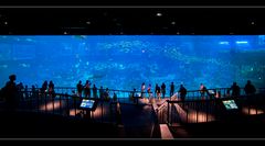 S.E.A. Aquarium - Singapur 2