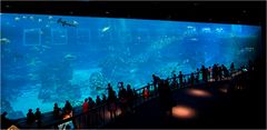 S.E.A. Aquarium - Singapur