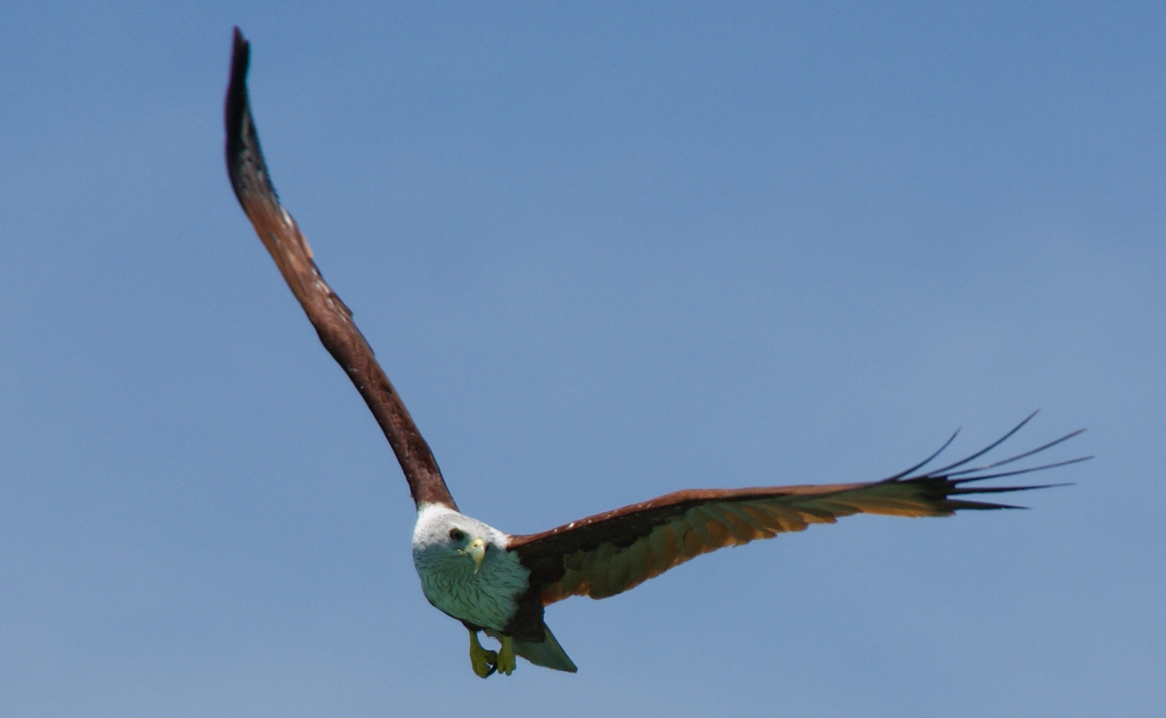 Sea bird in Phang Nga Maritime Nationalpark, Thailand